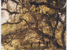 Load image into Gallery viewer, Travis : The Invisible Band (CD, Album, Ltd)