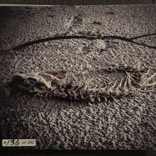 Load image into Gallery viewer, The Batture Boys : Muddy Water (CD, Album, Ltd, Num)