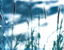 Load image into Gallery viewer, Dolly Parton : The Grass Is Blue (CD, Album)