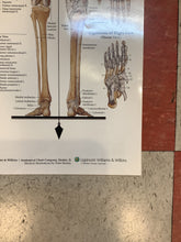 Load image into Gallery viewer, The Skeletal System (Poster)