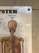 Load image into Gallery viewer, The Skeletal System (Poster)