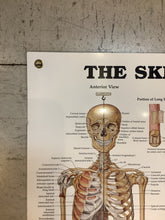 Load image into Gallery viewer, The Skeletal System (Poster)