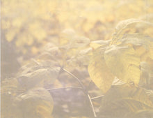 Load image into Gallery viewer, Strawbs : Acoustic Gold (CD, Album)