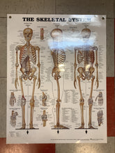 Load image into Gallery viewer, The Skeletal System (Poster)