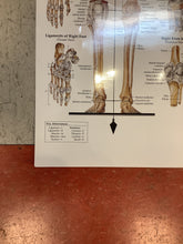 Load image into Gallery viewer, The Skeletal System (Poster)
