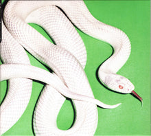 Load image into Gallery viewer, Deftones : Private Music (CD, Album)
