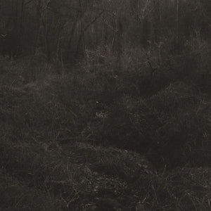 the album cover for Lesley Mok - Transient [Download Included]