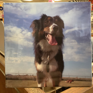 Bruce Jones - Songs For Dogs