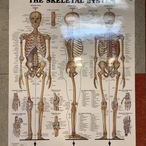 The Skeletal System (Poster)