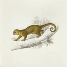 Box Of Baby Birds : Arboreal (CD, EP)